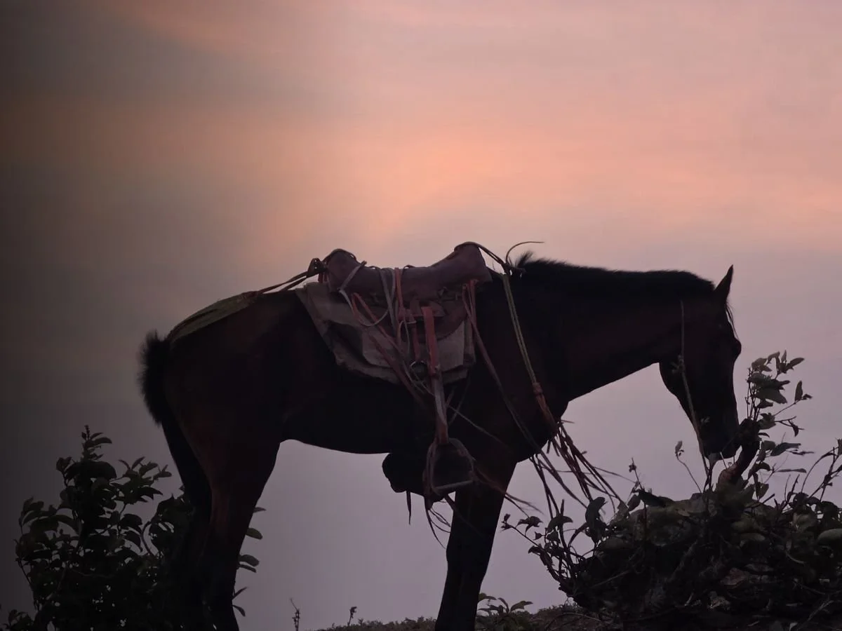 Silhouette of a horse with a saddle, grazing on plants at sunset or dusk with a pink and purple sky.