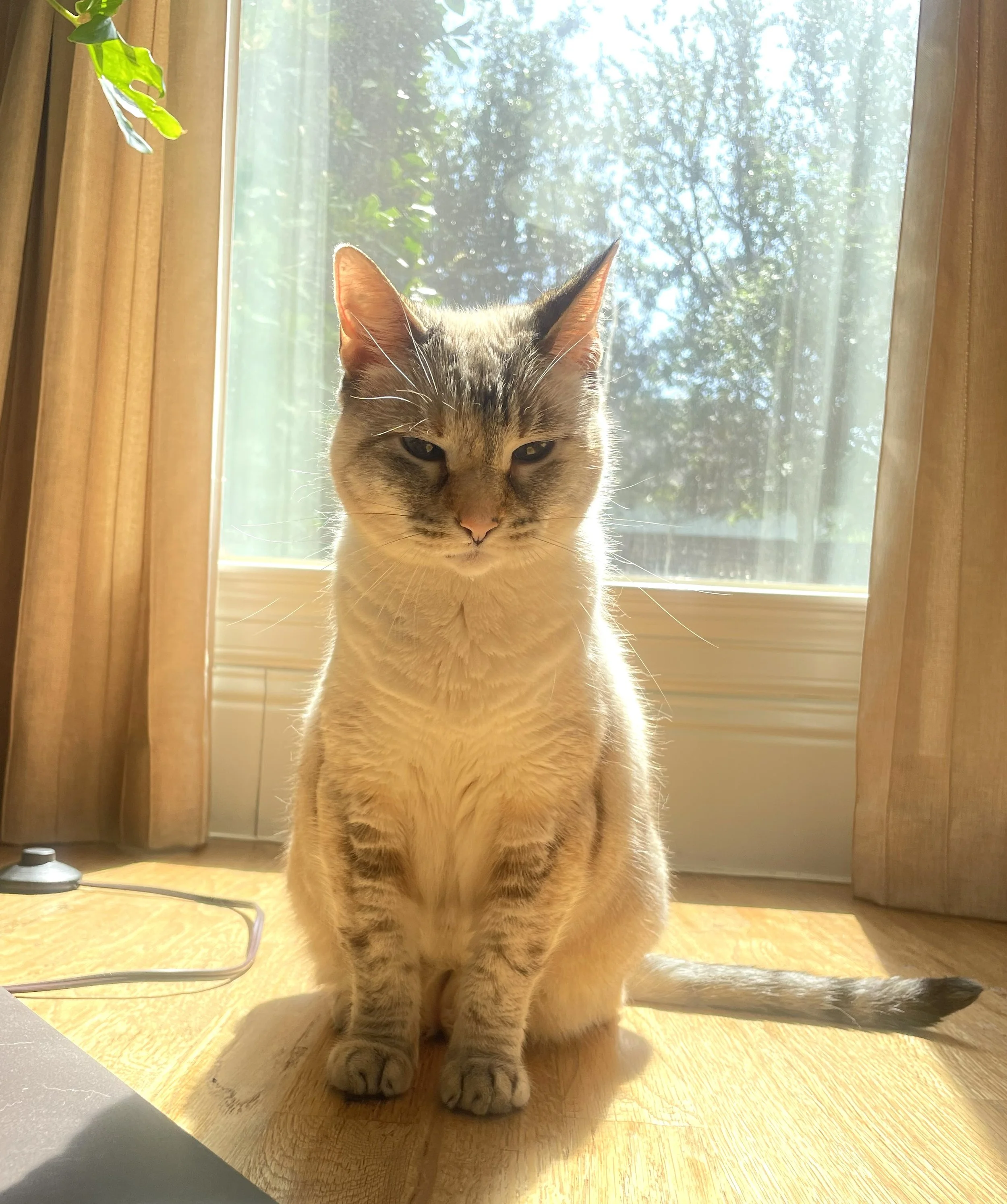 Mira is Hema's cat, who is her writing buddy and companion of many years. Mira is shy but bossy, too.