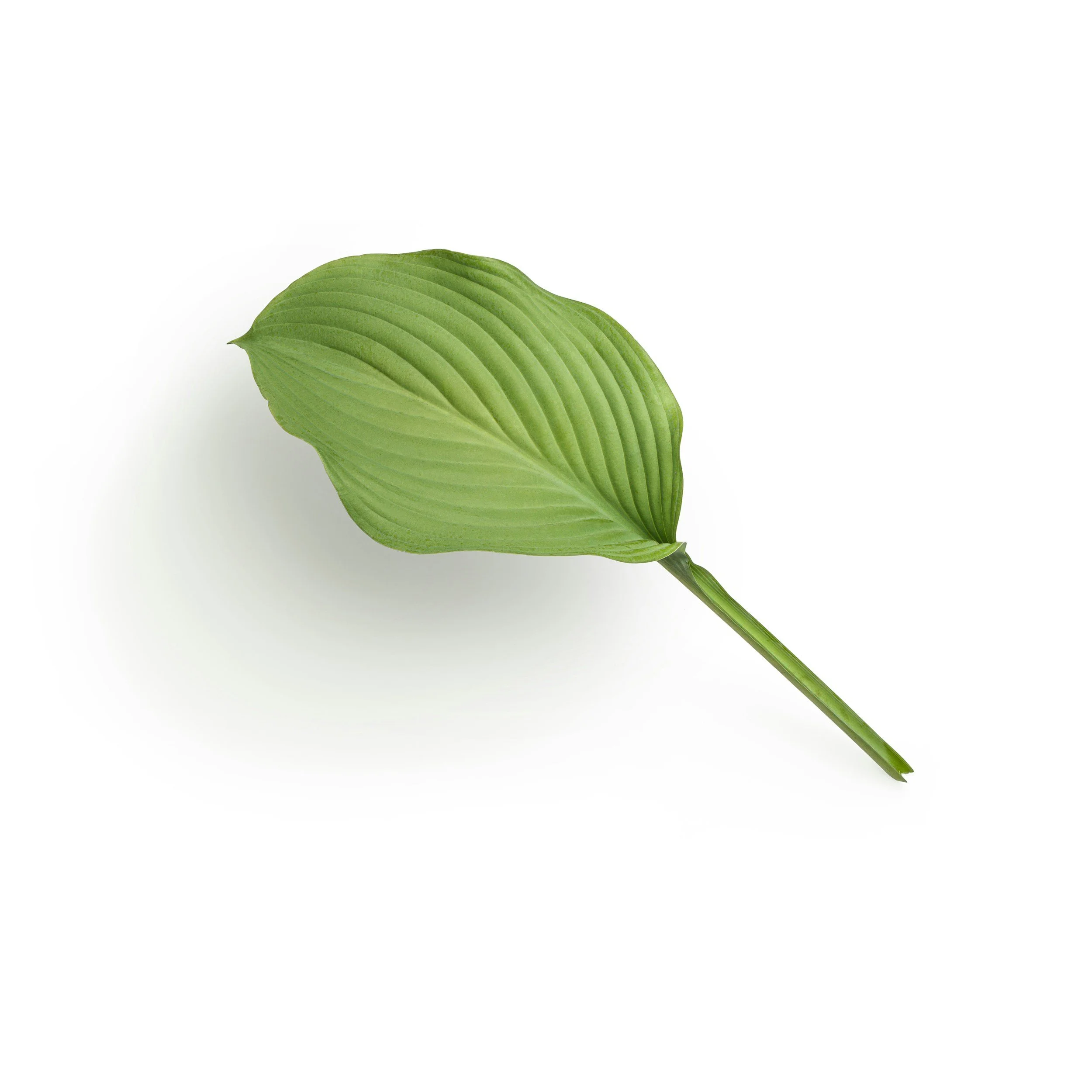 Environmental green leaf