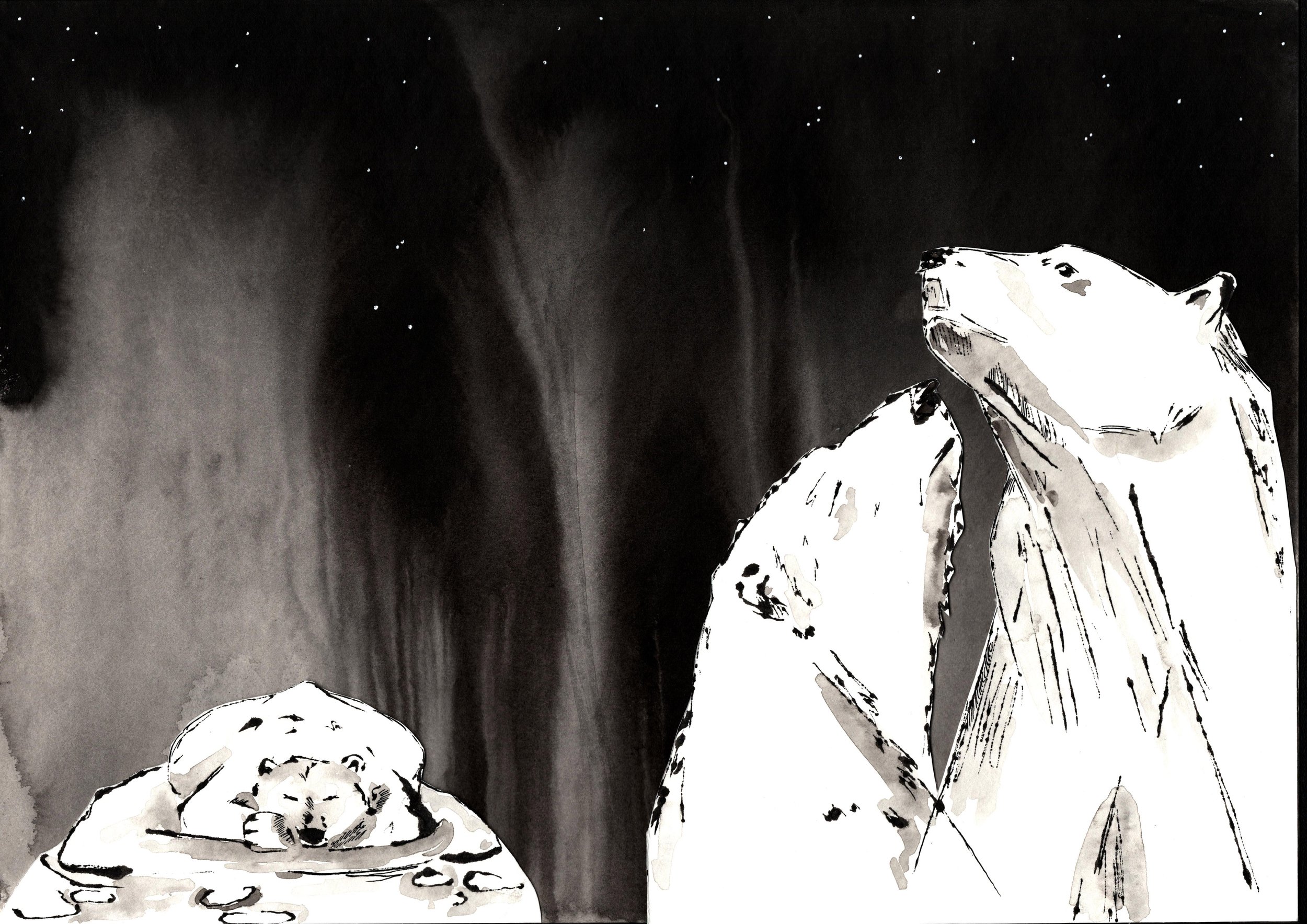 Polar Bear Ink Illustration