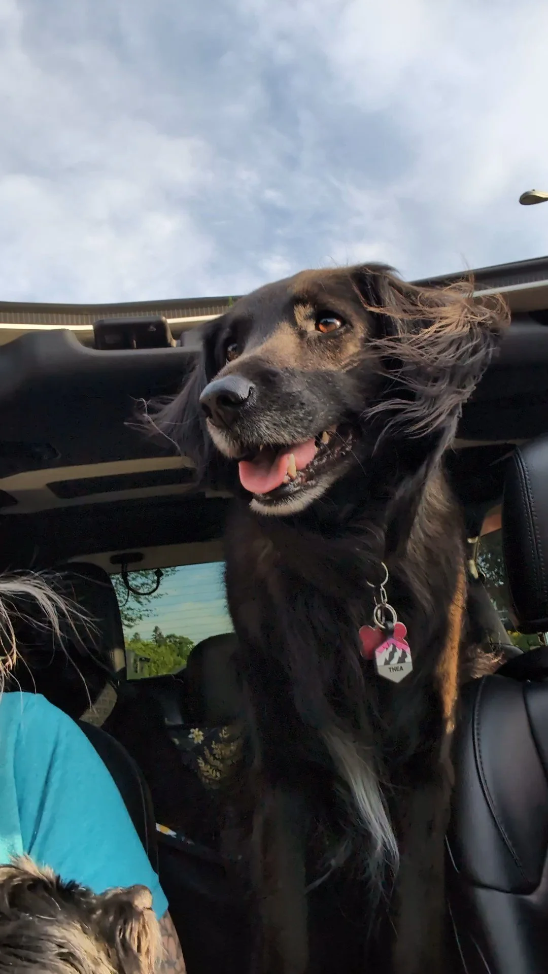 Car Safari
