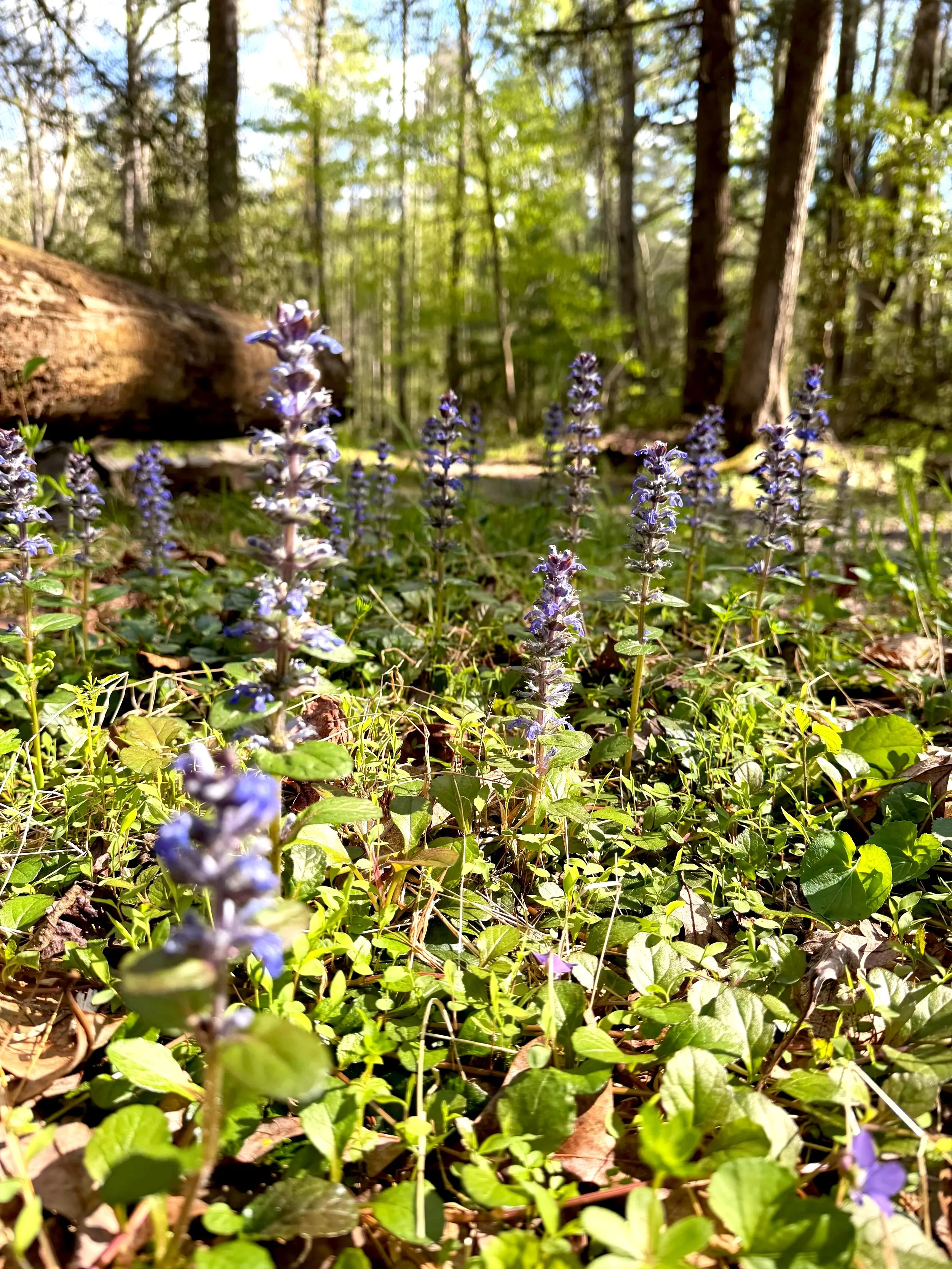 Wildflowers growing on the forest floor with tall trees and sunlight filtering through the leaves in the background.