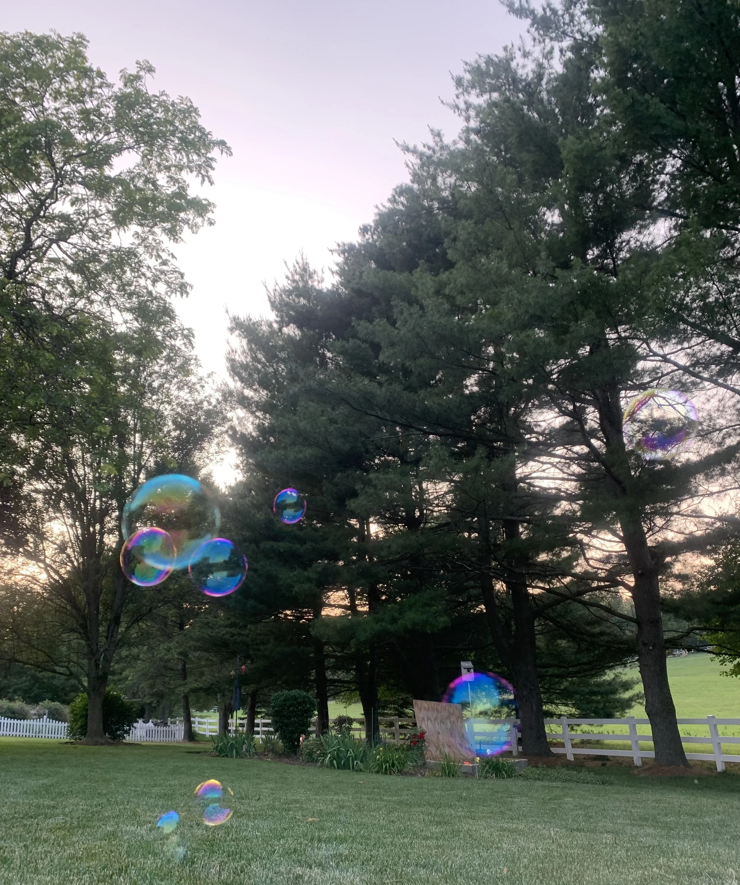 A backyard scene with green grass, trees, and a white fence. Soap bubbles are floating in the air, glowing with rainbow colors, during dusk or early evening.