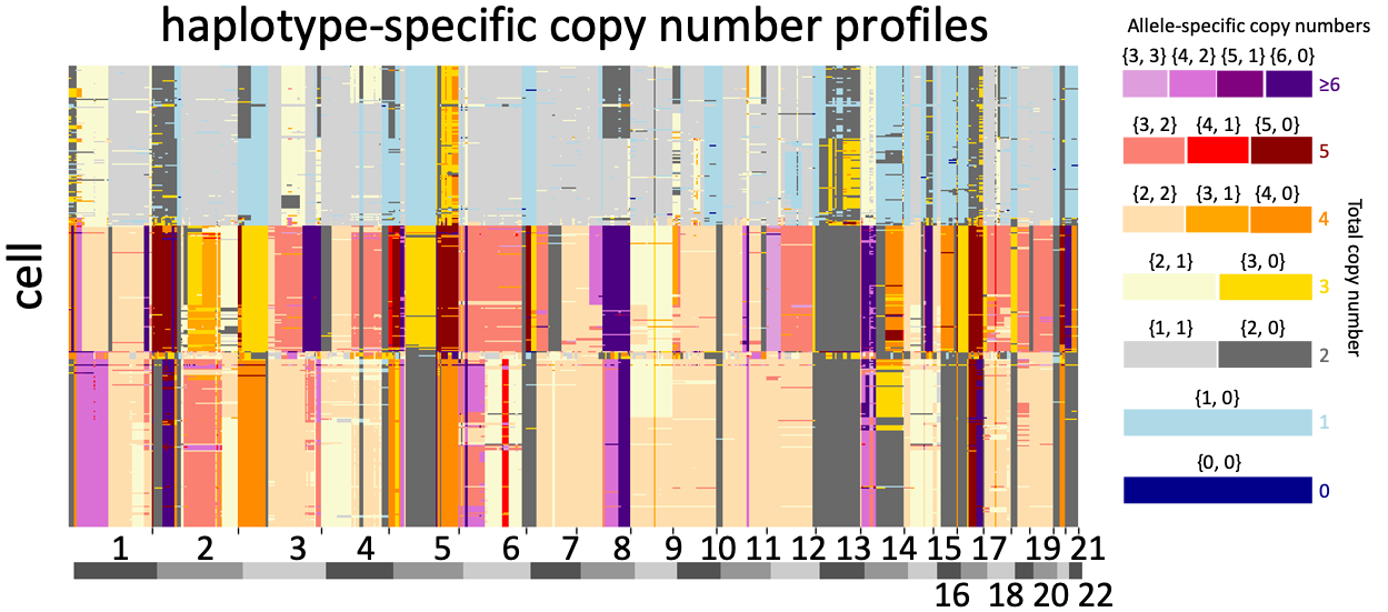 Color-coded heatmap showing haplotype-specific copy number profiles across cells and chromosomes. The y-axis represents individual cells, and the x-axis represents chromosomal regions numbered 1 to 22. The color scale on the right indicates copy number variations, from 0 to ≥6. Different colors correspond to specific copy numbers, with a legend detailing the allele-specific copy numbers and total copy numbers.