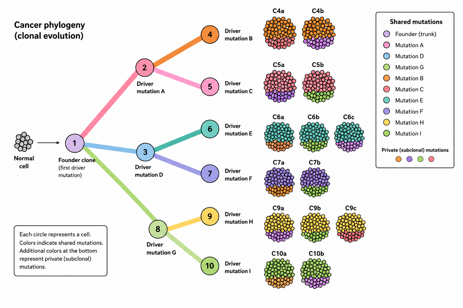 Diagram illustrating cancer phylogeny and clonal evolution from a normal cell to various mutations. It shows a normal cell progressing through separate branches of mutations with color-coded shared and private mutations, represented by circles with different colors according to a key on the right. The diagram details the development of mutations C4a, C4b, C5a, C5b, C6a, C6b, C6c, C7a, C7b, C9a, C9b, C9c, C10a, and C10b.