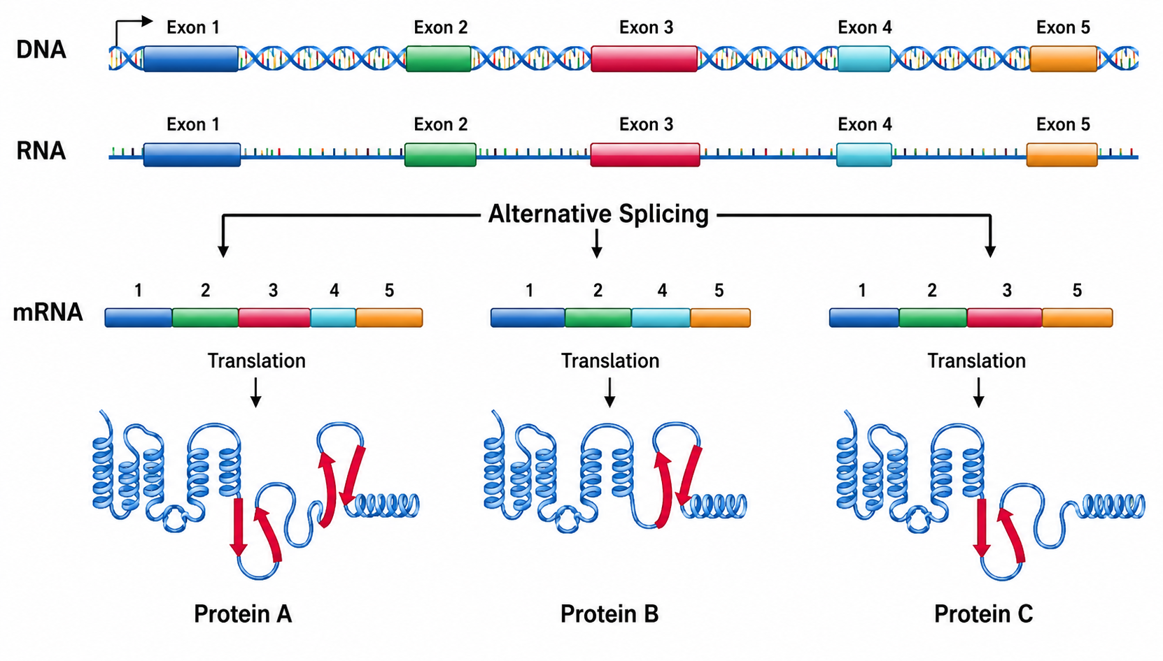Diagram illustrating the process of gene expression from DNA to protein, showing DNA and RNA with exons labeled, alternate splicing creating different mRNA transcripts, which are translated into three different proteins labeled A, B, and C, each with distinct structures.