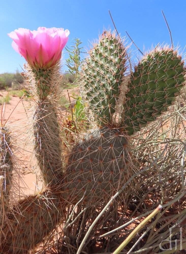 An amusing pastime during desert crossings is to look for figures among the prickly pears, much like looking for sheep in clouds. This cluster in the Navajo Nation calls to mind a jackrabbit on an Olympic torch run — or do you see something else?