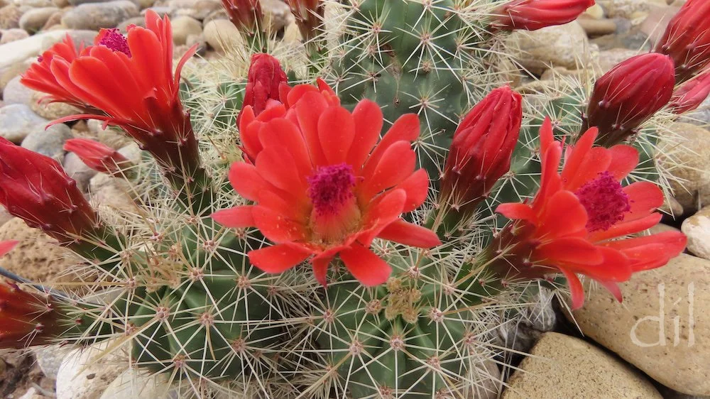 The aptly named scarlet hedgehog cactus is native to Palo Duro Canyon, a short drive due south of Amarillo. Charles Goodnight (1836–1929), trail boss and namesake inventor of the chuckwagon, ranched here. His story inspired the TV series Lonesome Dov