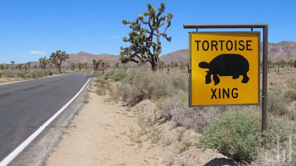 Why did the desert tortoise cross the road? Fact is, you'll be fortunate to spot one in Joshua Tree National Park, as they spend most of their lives burrowed underground to escape either scorching days or frigid nights. Slow down, anyway as the Joshu