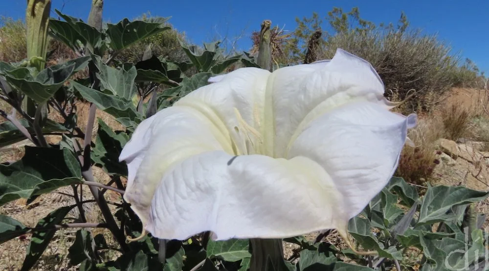This desert beauty is the sacred datura, or moonflower. The common name derives from its tendency to bloom overnight to lure in such pollinators as the sphinx moth and perpetuate its species. Enjoy its sweet fragrance from a respectful distance, howe