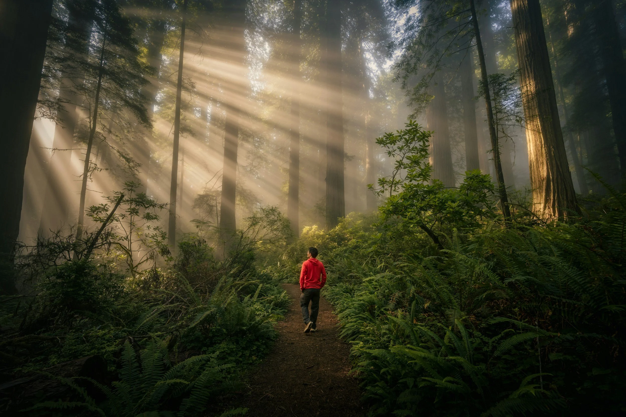 A person walking on a trail in a dense forest with sunlight streaming through tall trees.