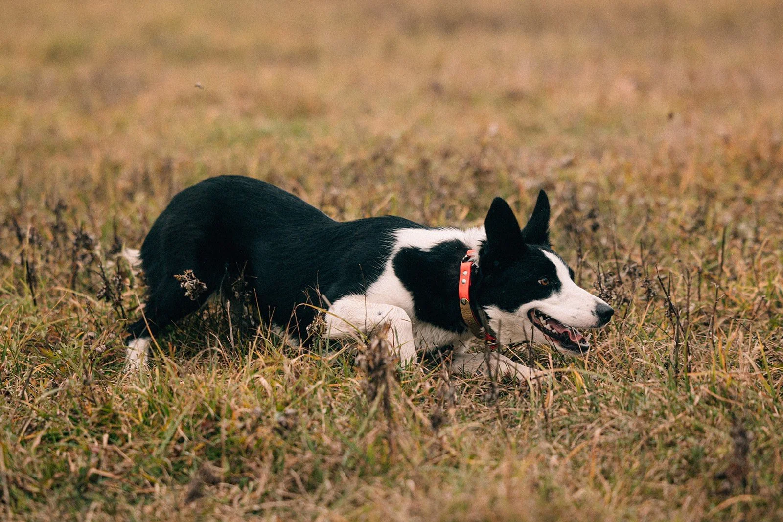 A black and white Border Collie lying in a grassy field, wearing a red collar, with its mouth open and tongue slightly out.