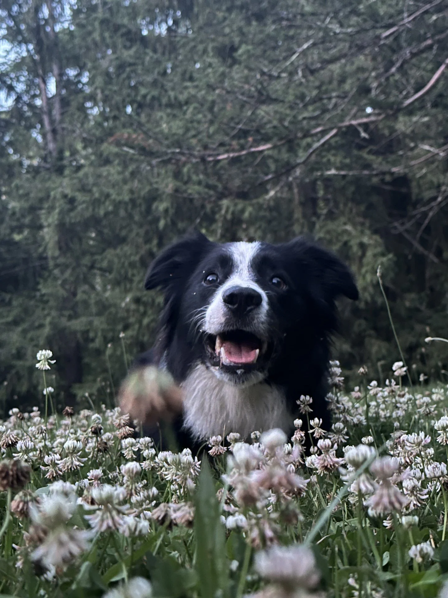 A black and white puppy lying in a field of small white flowers surrounded by greenery and tall trees in the background.