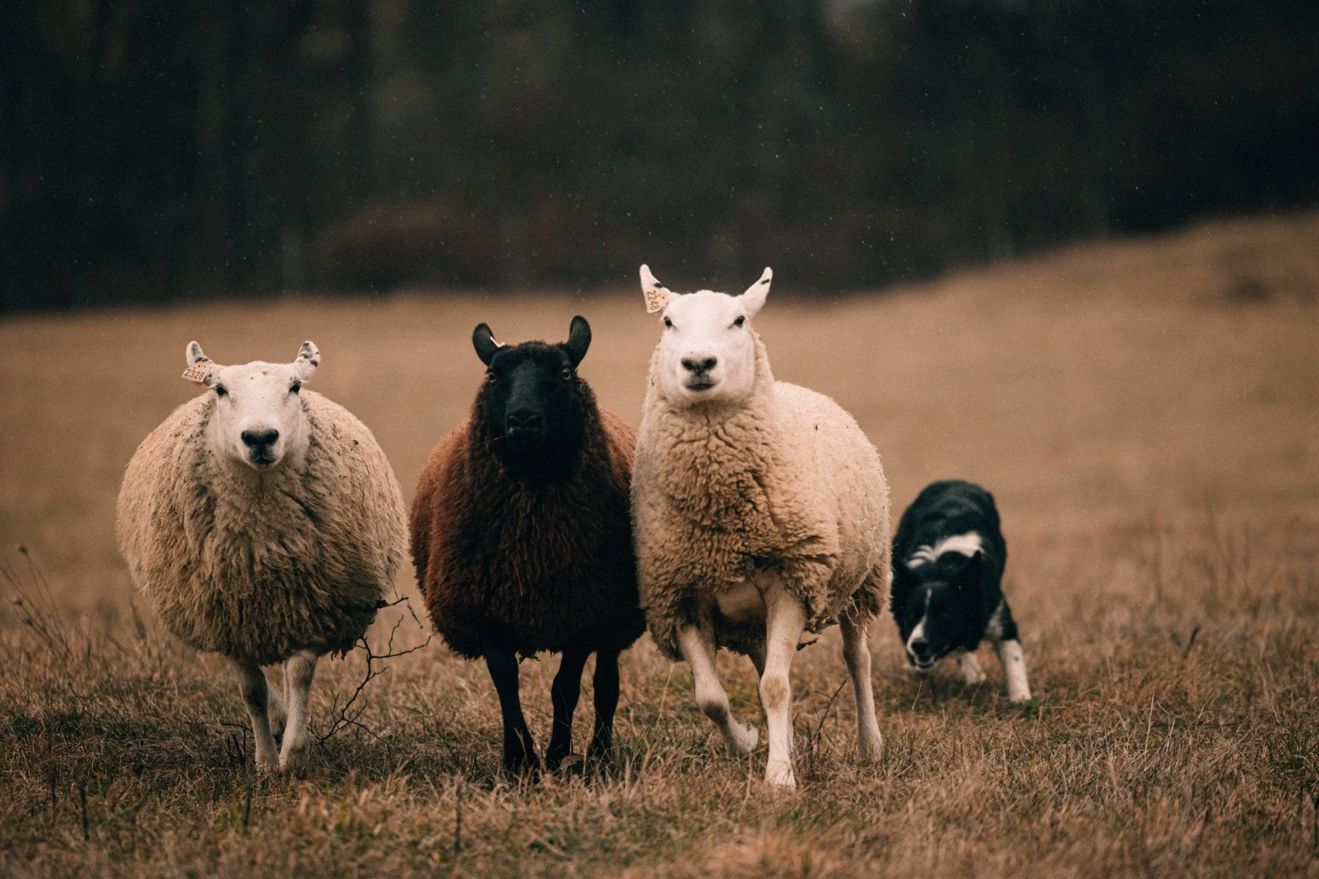 A group of sheep and a small dog walking across a grassy field with trees in the background.