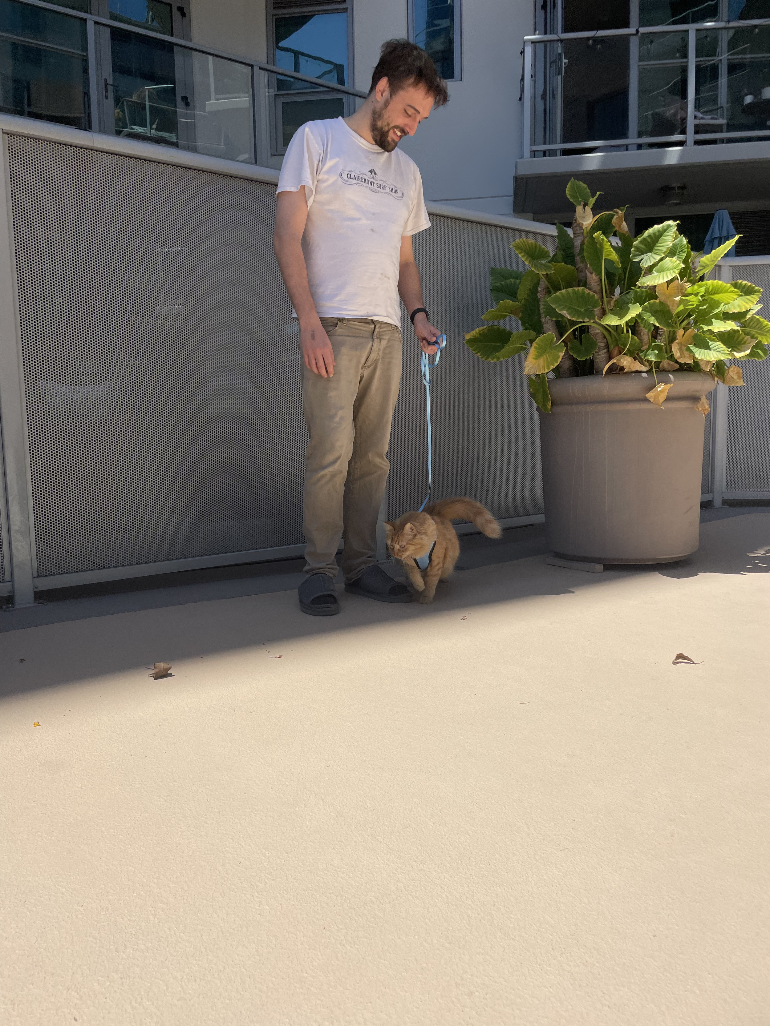 A man with a beard smiling and holding a blue toy leash while walking a ginger kitten outdoors on concrete, near a large potted plant and a building with balconies.