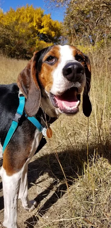 Black, white, and tan Treeing Walker Coonhound with happy, relaxed face and a bright teal harness outdoors on a walk.