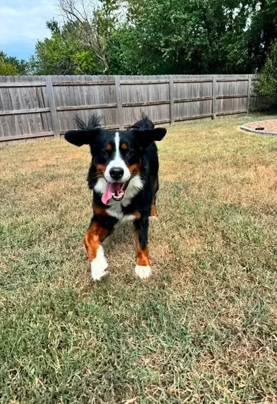 Black, white, and tan Bernese Mountain Dog running toward camera in a backyard.