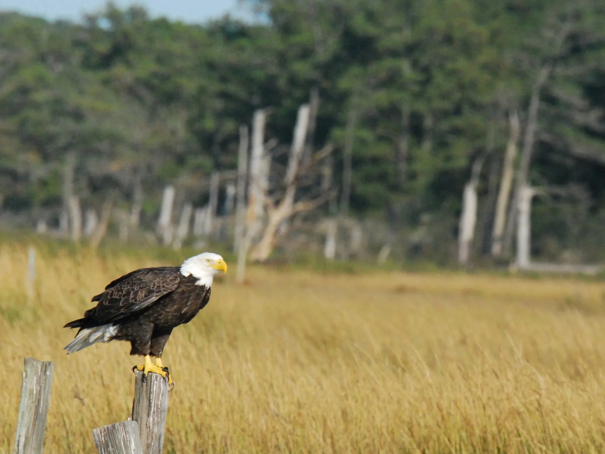 Bald Eagle, Chincoteague, Virginia