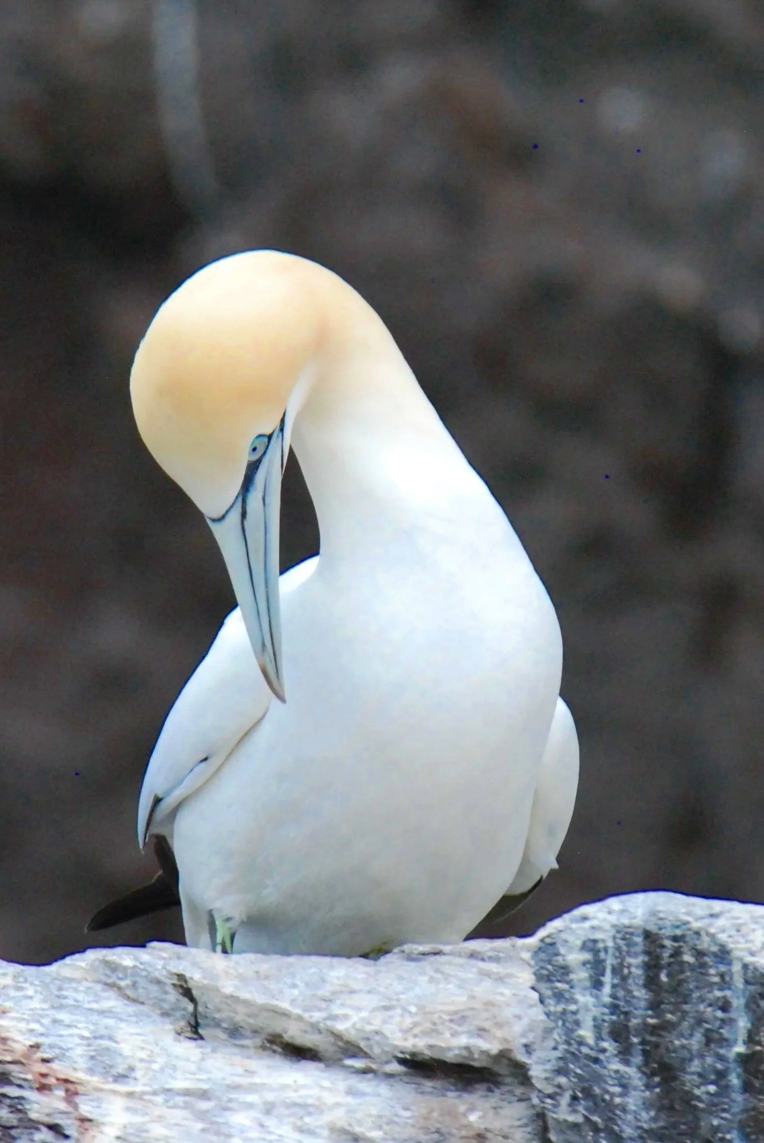 Northern Gannett, Bass Rock, Scotland