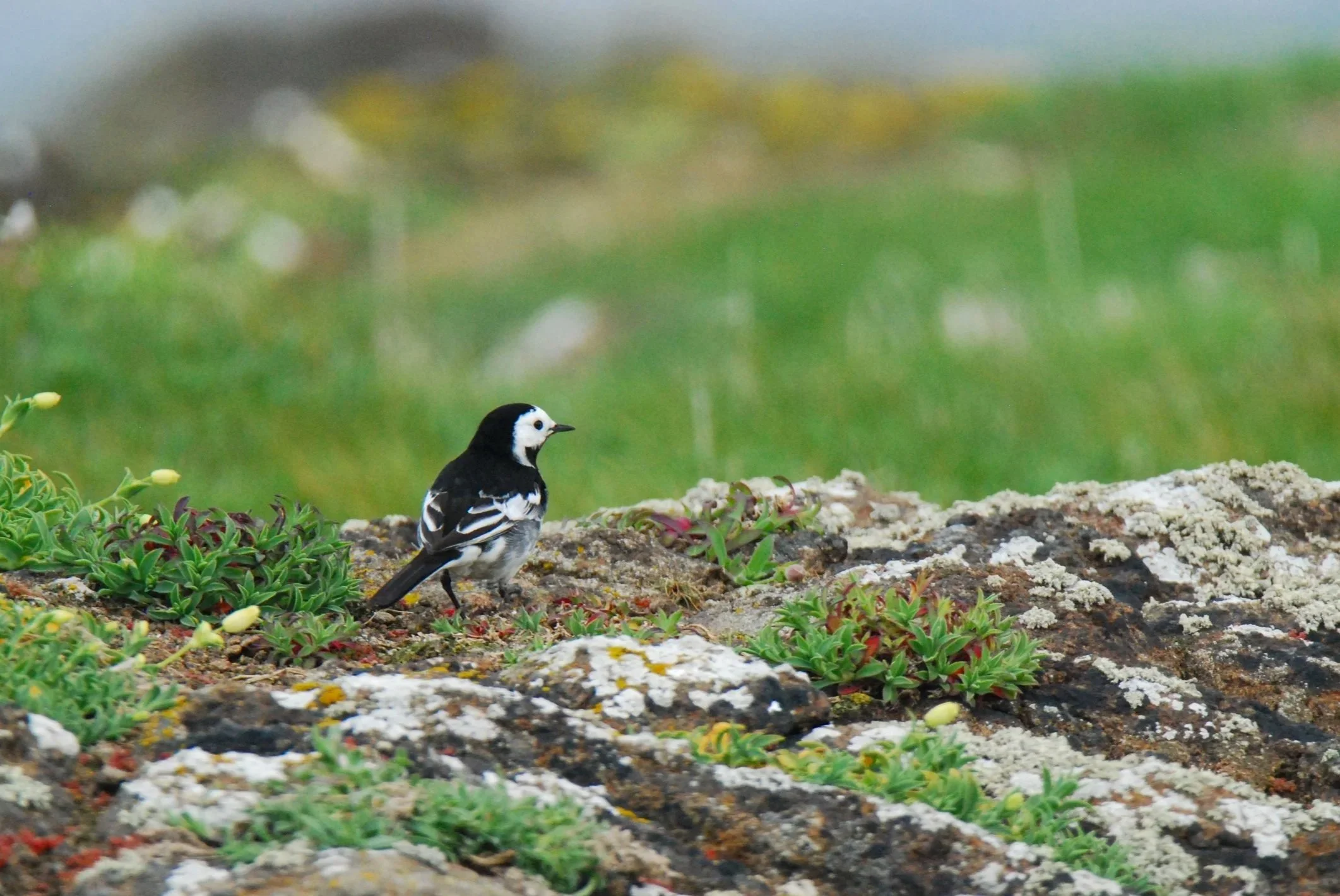 White Wagtail, Isle of May, Scotland