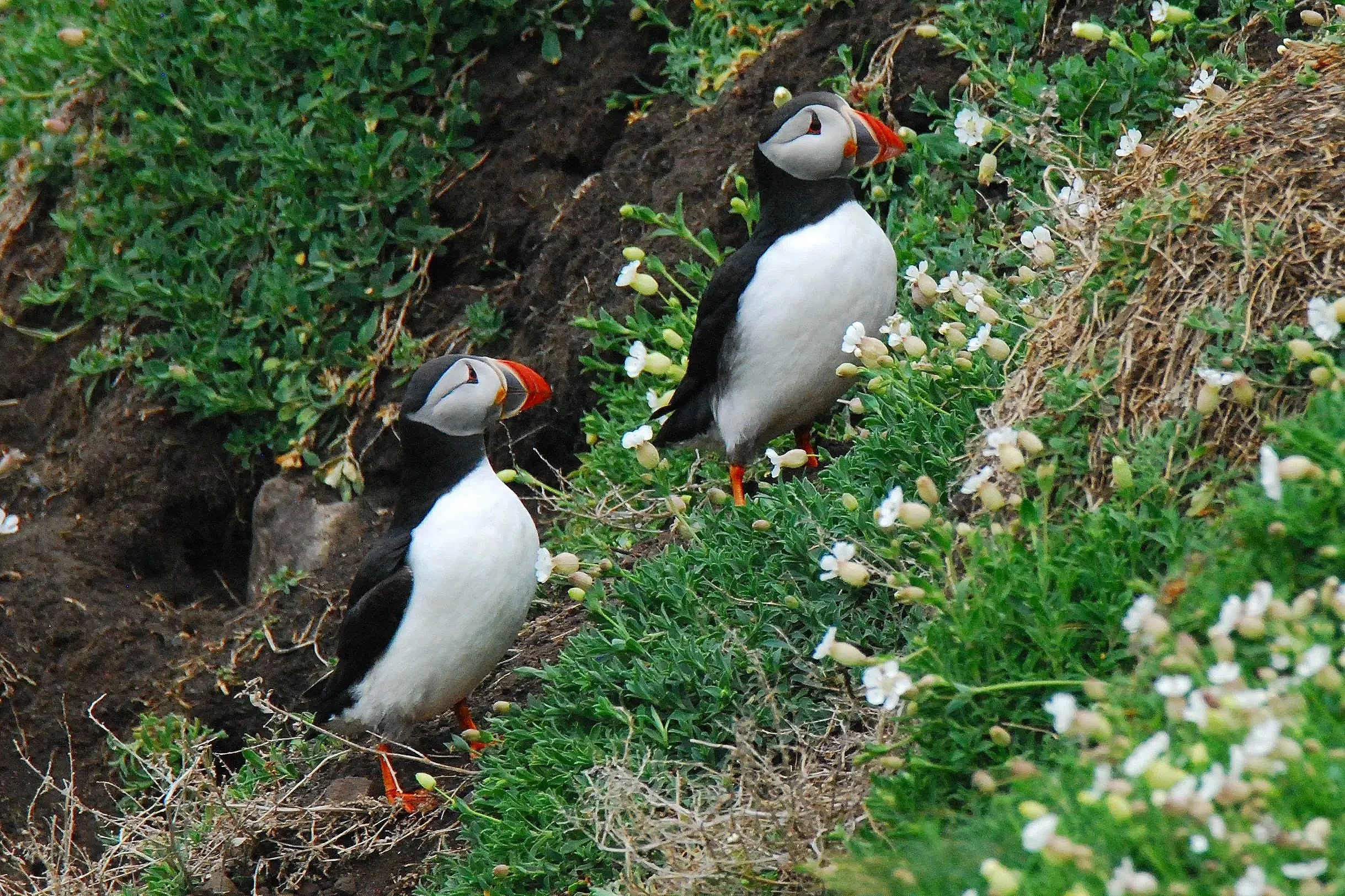 Atlantic Puffin, Isle of May, Scotland