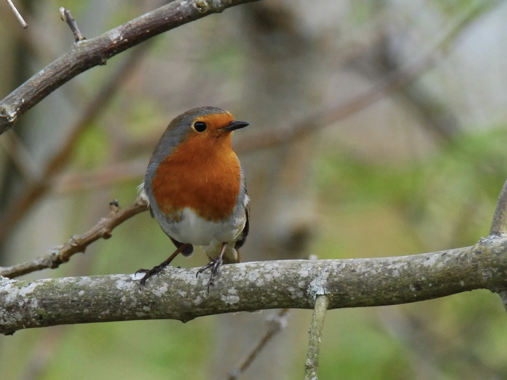 European Robin, Scotland
