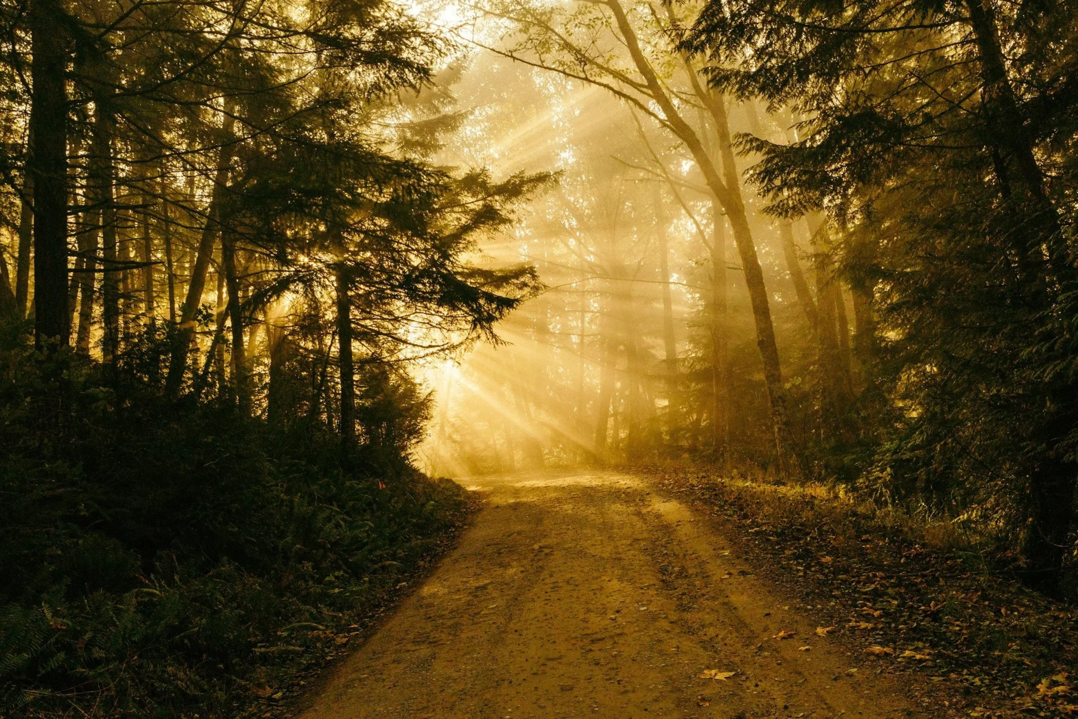 Sunlight filtering through the trees illuminating a dirt path in a serene forest. AI TOOLS  & CRYPTO STRATEGIES