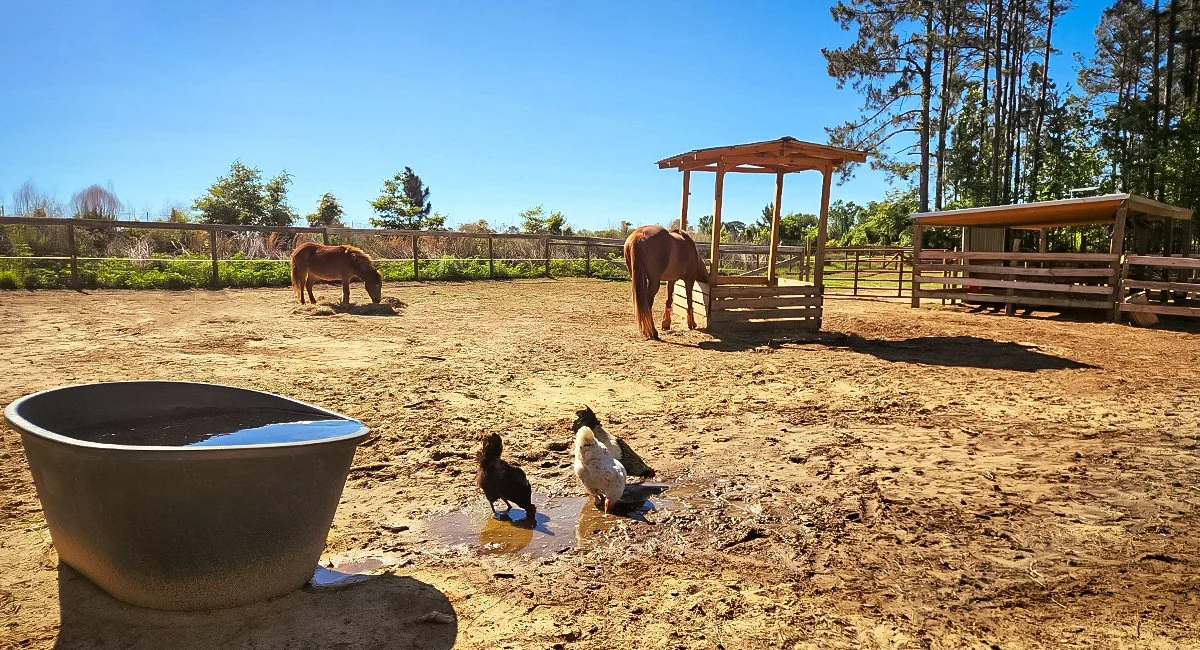 You Know What Grinds My Gears About Homesteading Content