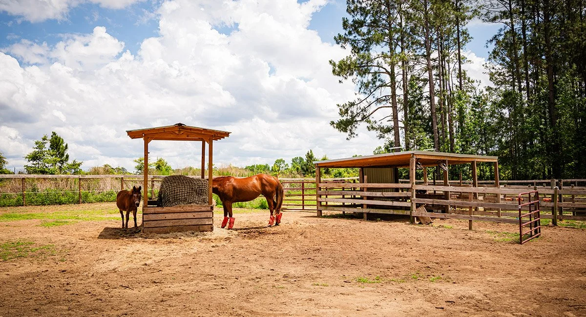 Small Acreage and Horses: Rethinking What “Healthy” Looks Like