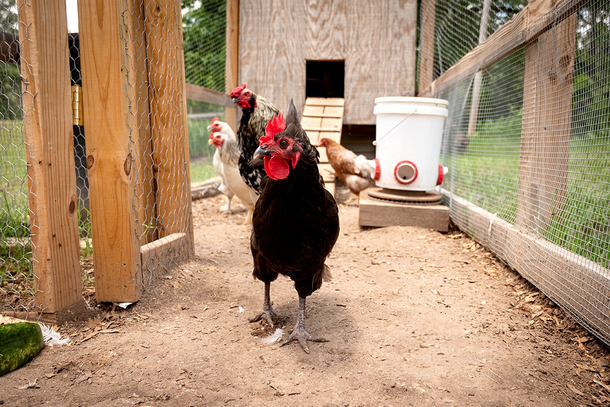 Chickens: Easier Than Horses (So Far)