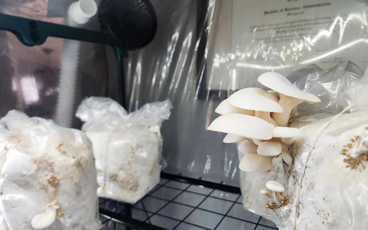 The Mushroom Tent I Would Build Today (If I Were Starting From Scratch)