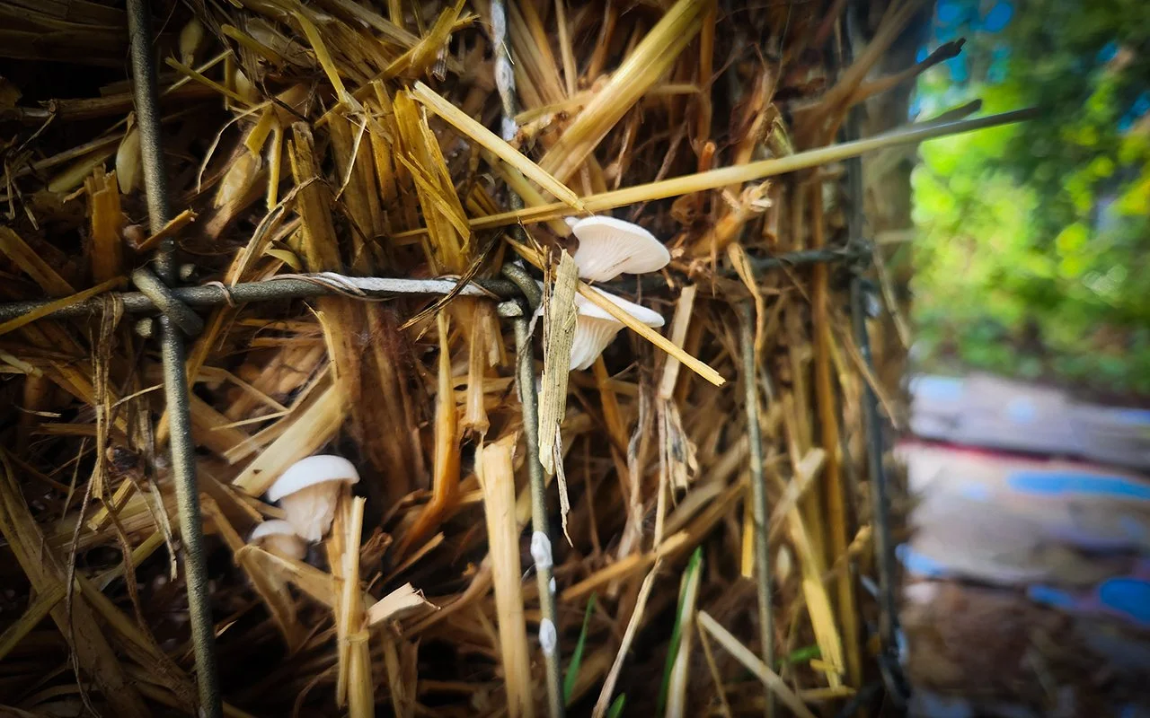 Outdoor Oyster Mushroom Towers: An Experiment in Straw, Fencing, and Questionable Decisions