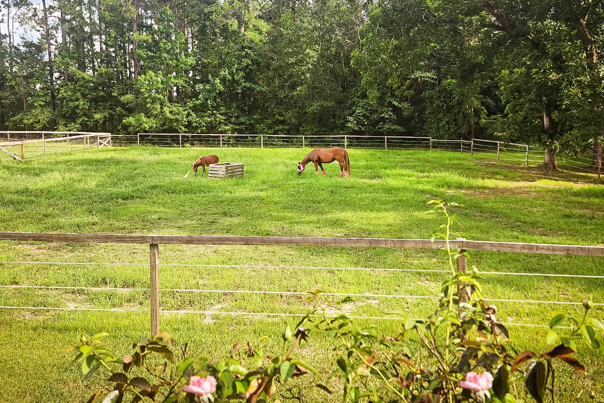 Small acreage horse management in Georgia Horse pasture improvement in Georgia Fly and gnat management in the south Easy keeper horse management in Georgia Small paddock systems ideas