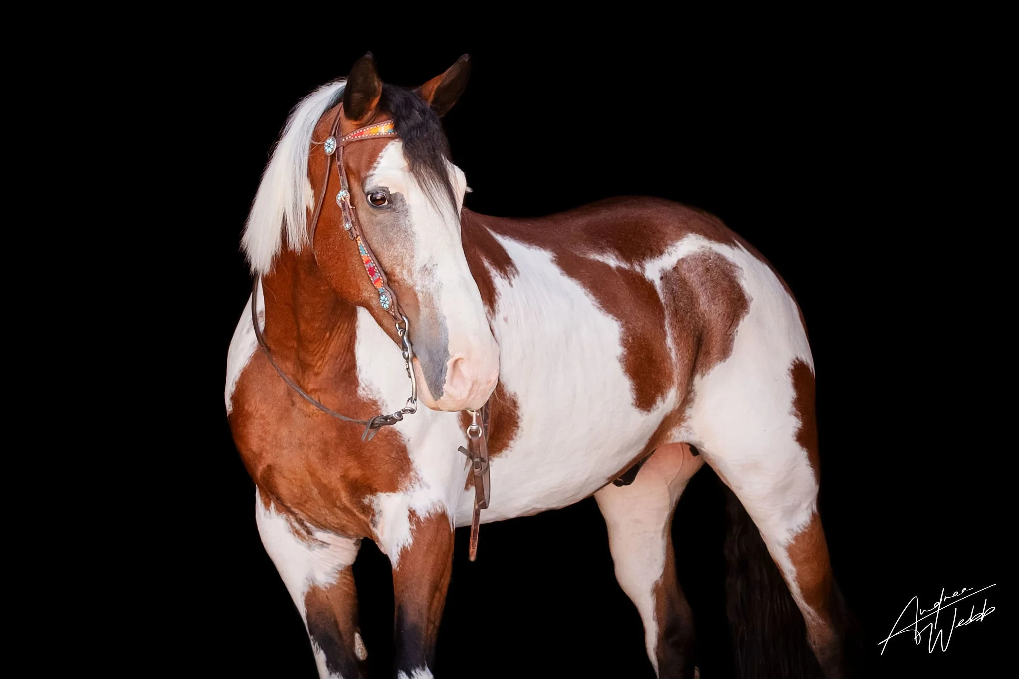 equine black background portraits Statesboro GA, horse portraits Statesboro GA, equine photography Statesboro GA, black background horse portraits Georgia, horse photographer near Statesboro GA