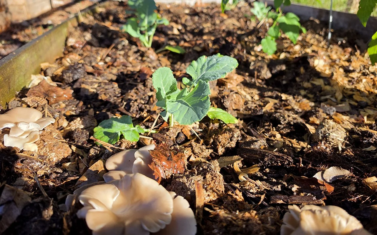 Fall garden soil preparation  Spent mushroom substrate  Mushroom compost for gardens  Garden soil amendments  Composted horse manure for gardens  Preparing garden beds for fall