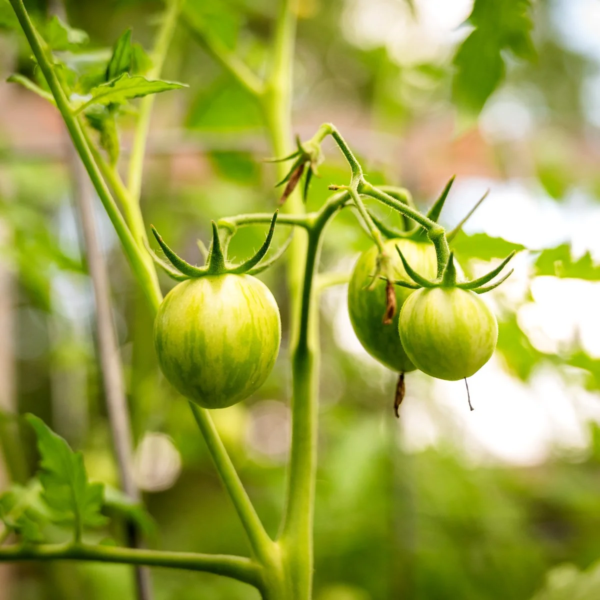 Southeast Georgia gardening Raised bed gardening Soil testing Heat tolerant crops Beginner greenhouse growing Garden failures