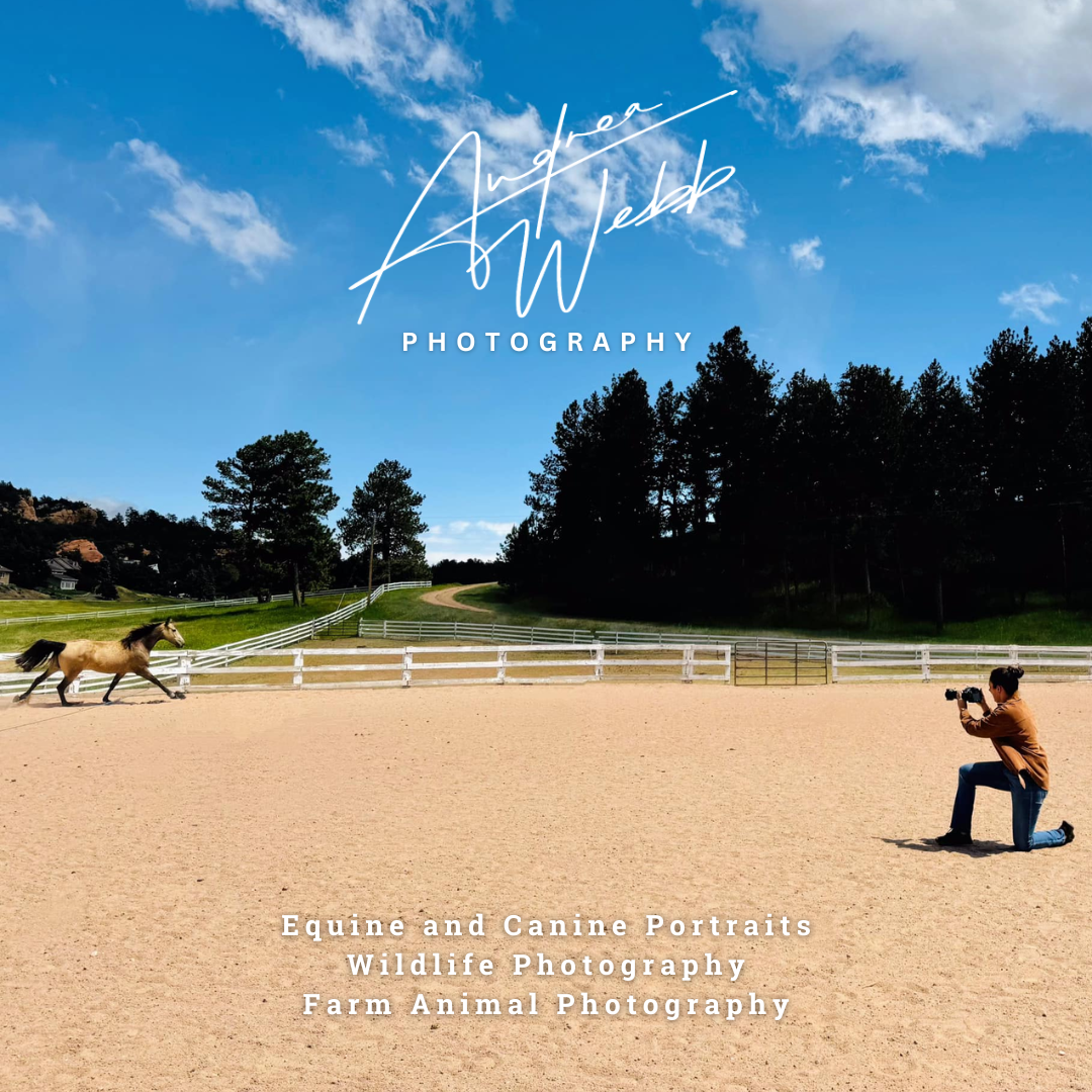 Looking for Andrea Webb Photography? Equine, canine and livestock photography by Andrea Webb is now part of the Art Studio at Circle WM Land & Livestock in Statesboro, GA.