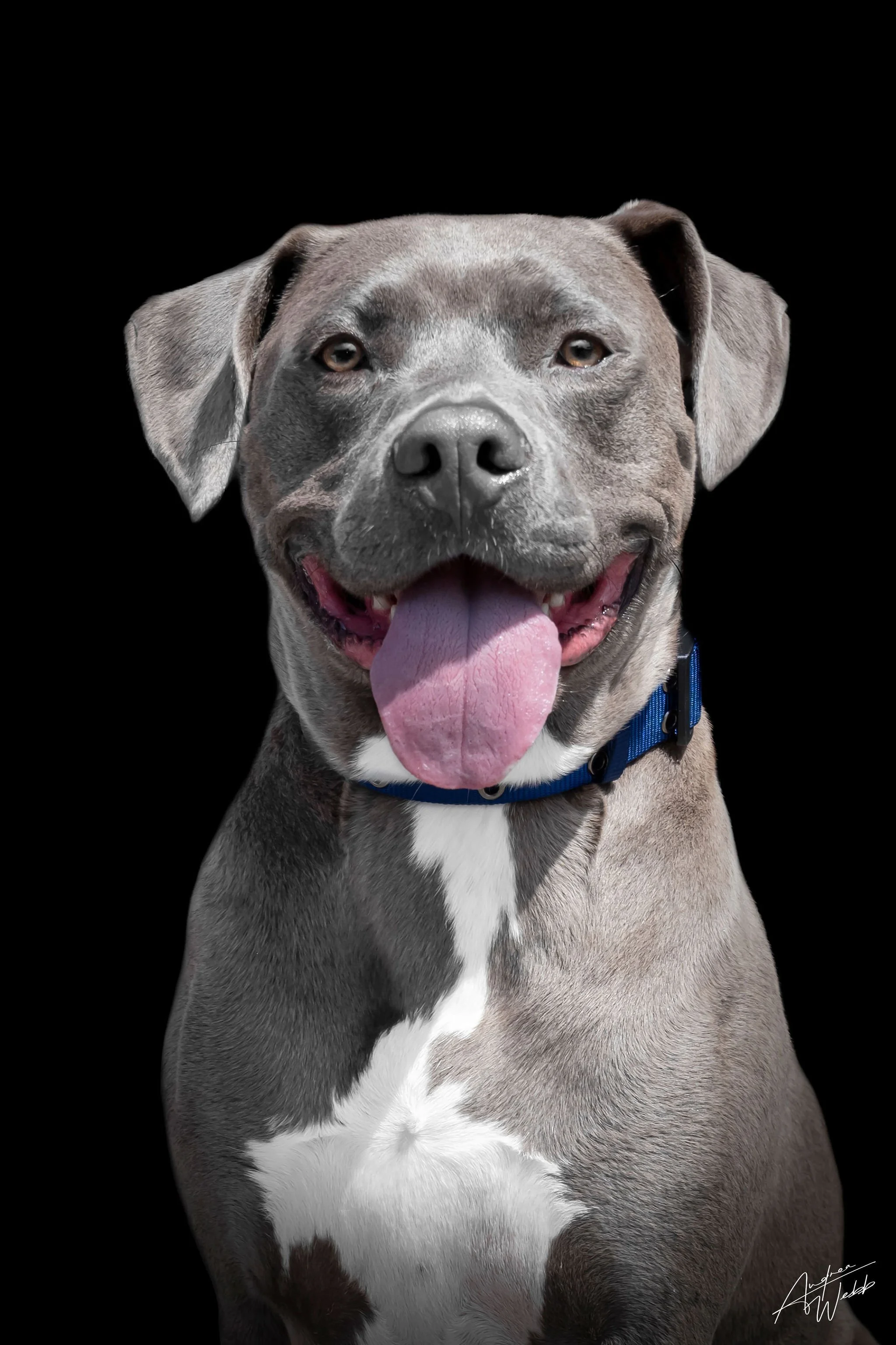 canine black background portraits Statesboro GA, dog portraits Statesboro GA, dog photography Statesboro GA, black background dog portraits Georgia, dog photographer near Statesboro GA