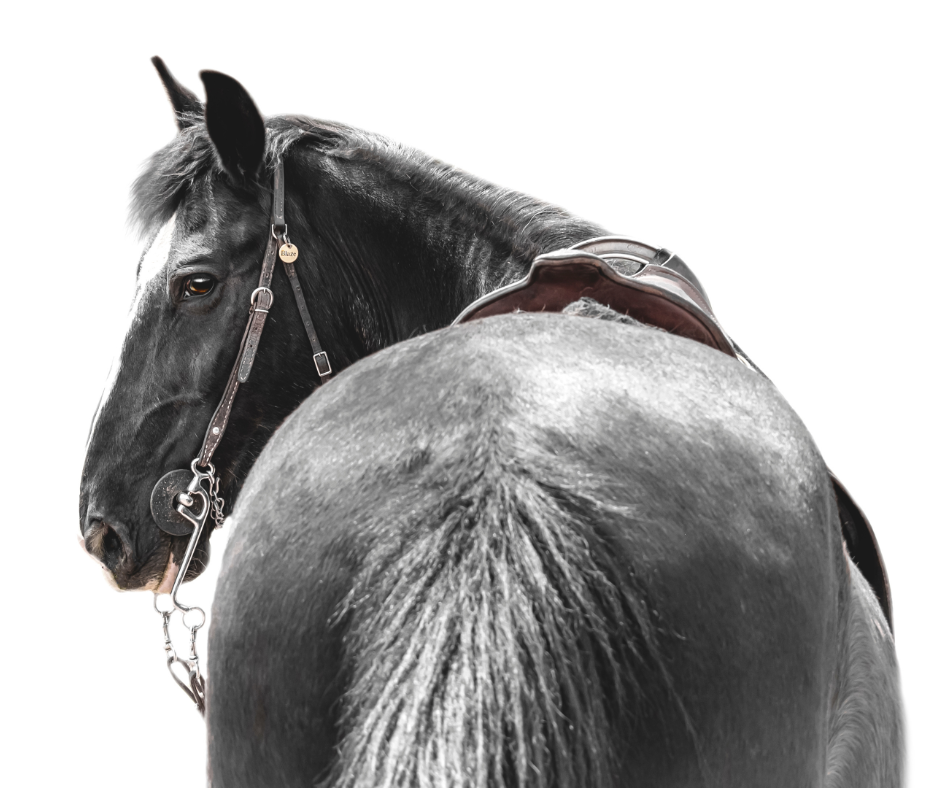 equine black background portraits Statesboro GA, horse portraits Statesboro GA, equine photography Statesboro GA, black background horse portraits Georgia, horse photographer near Statesboro GA