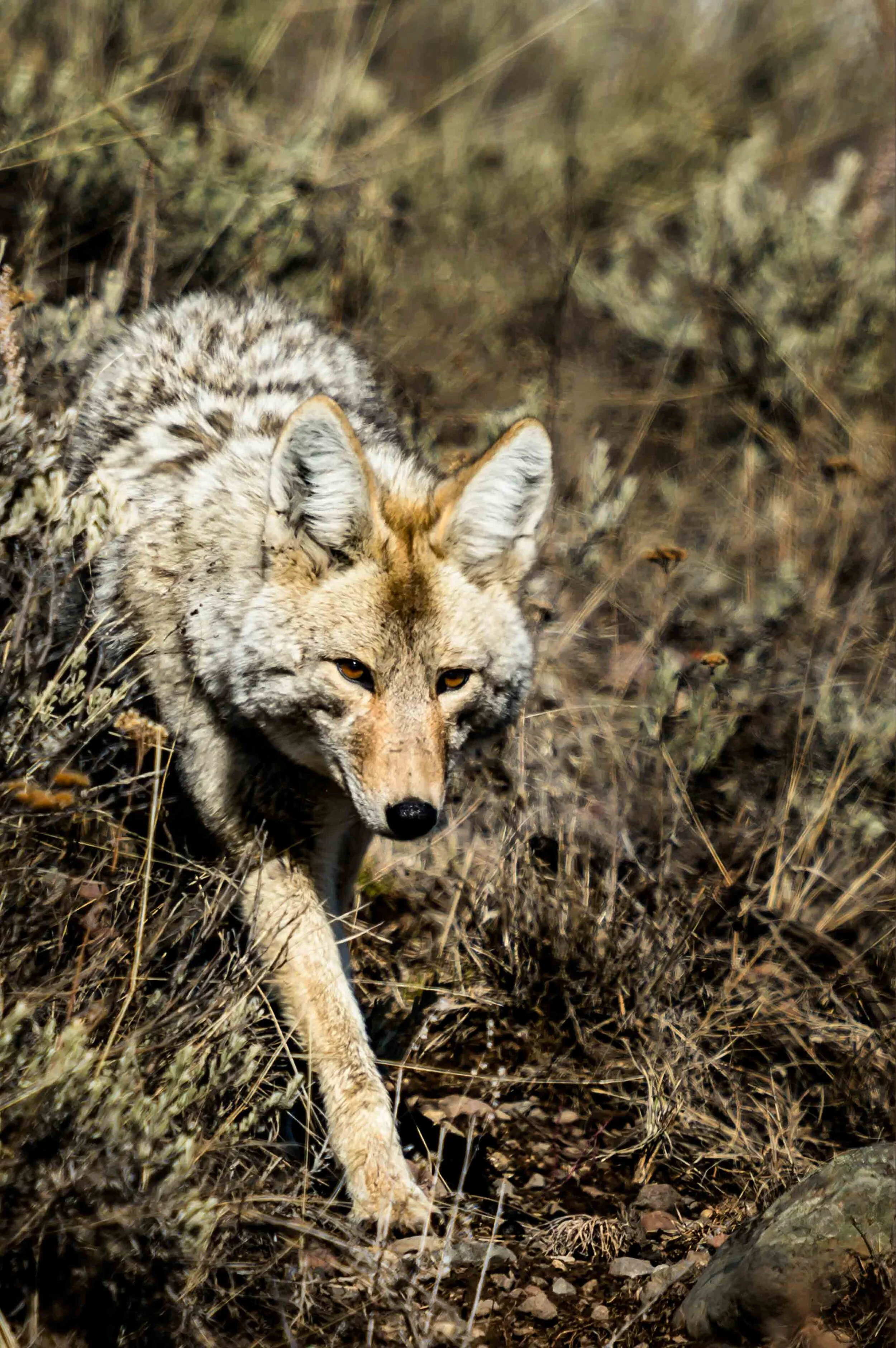 Wiley Coyote.jpg