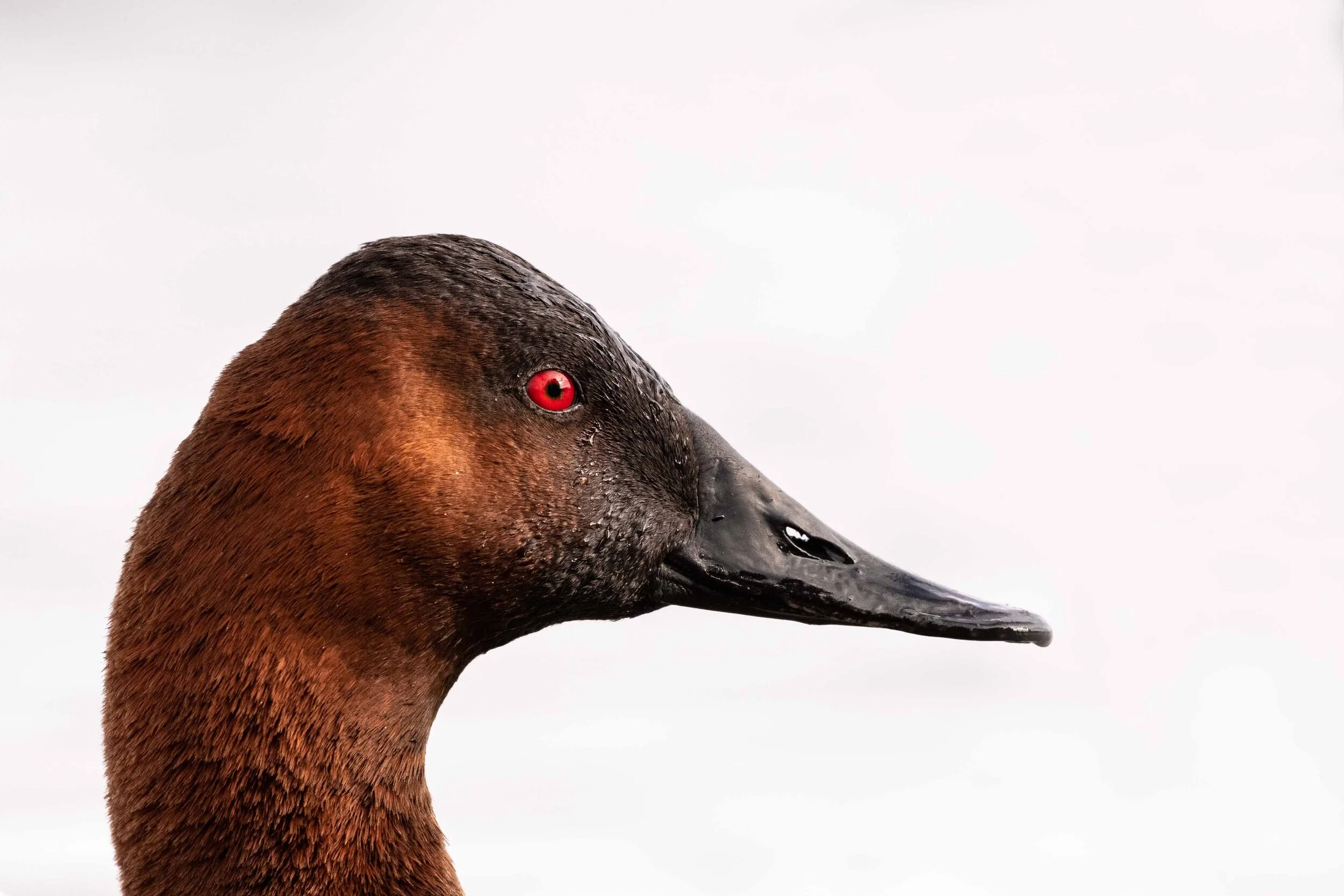 Male Canvasback Duck Profile