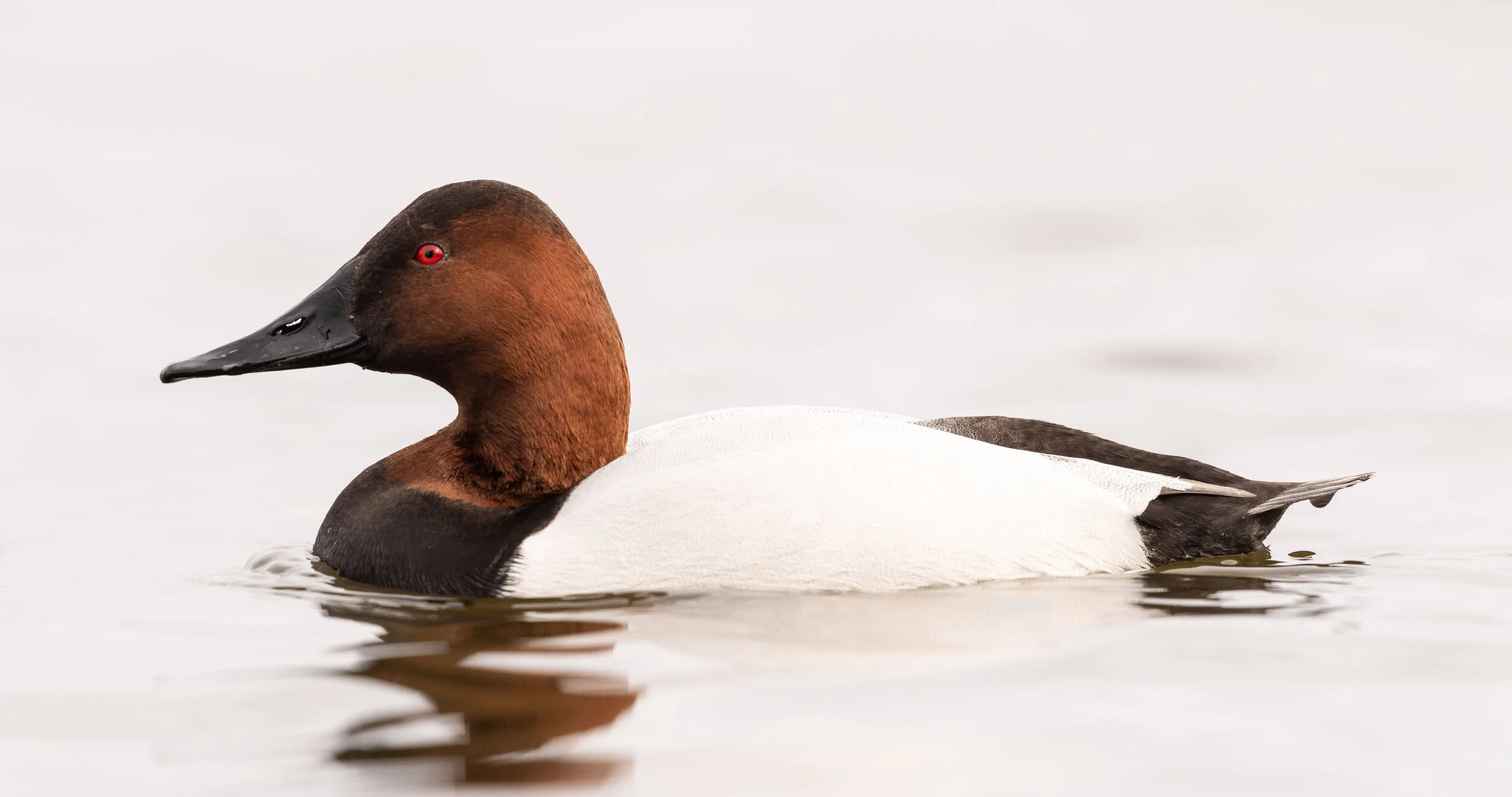 Male Canvasback Duck