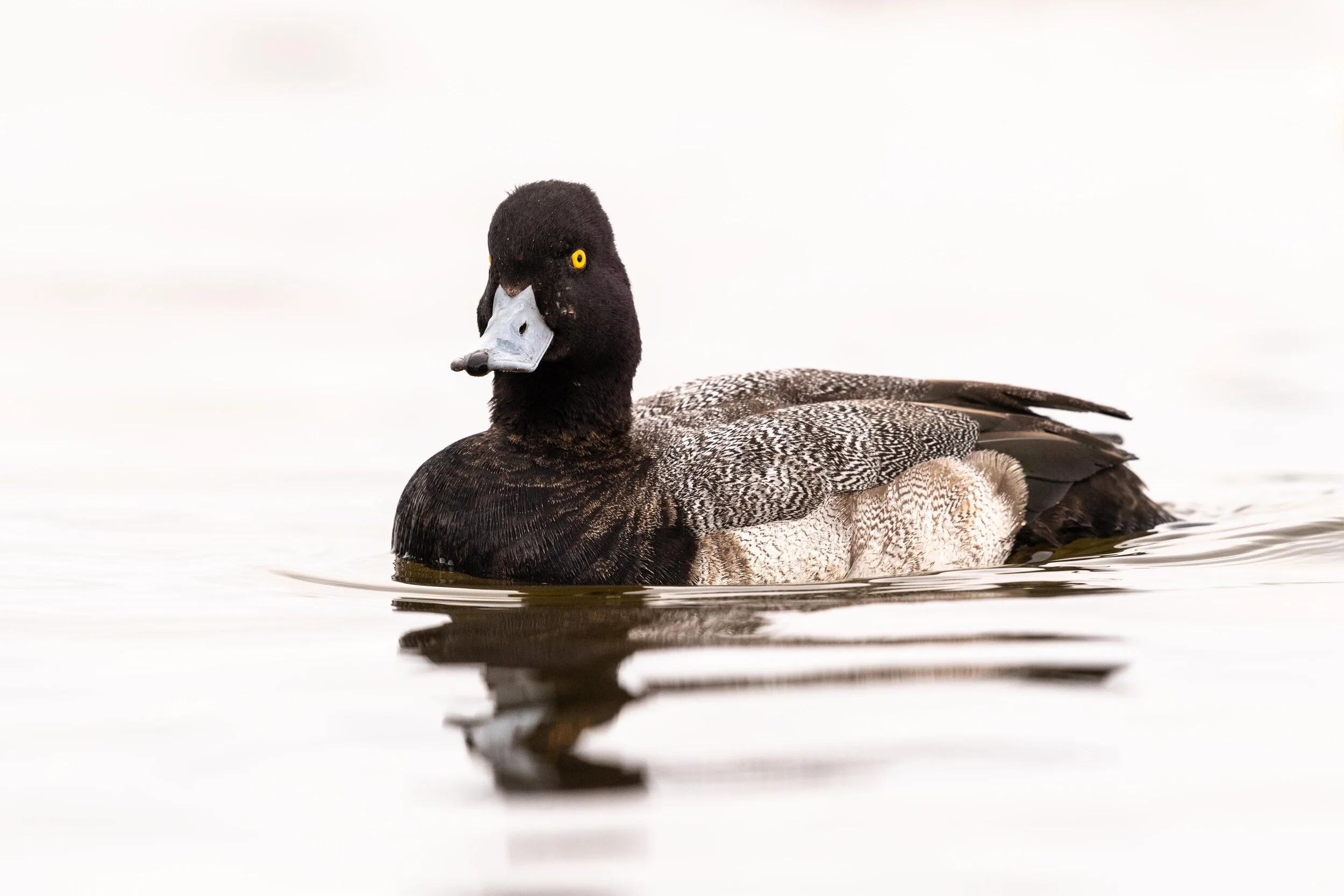 Lesser Scaup Duck