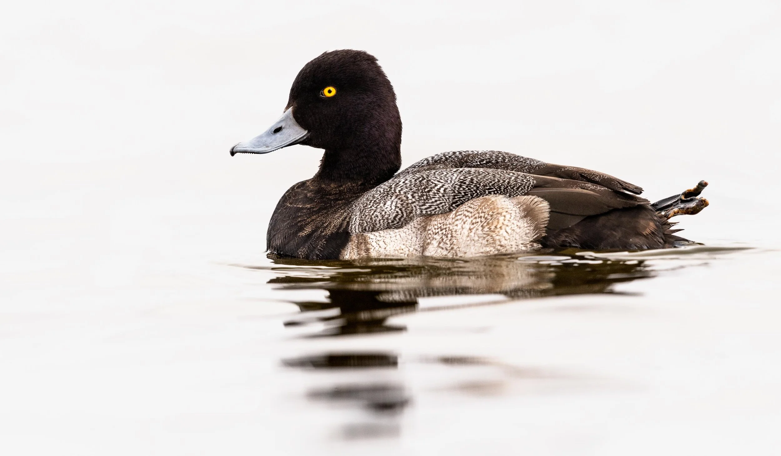 Lesser Scaup Duck