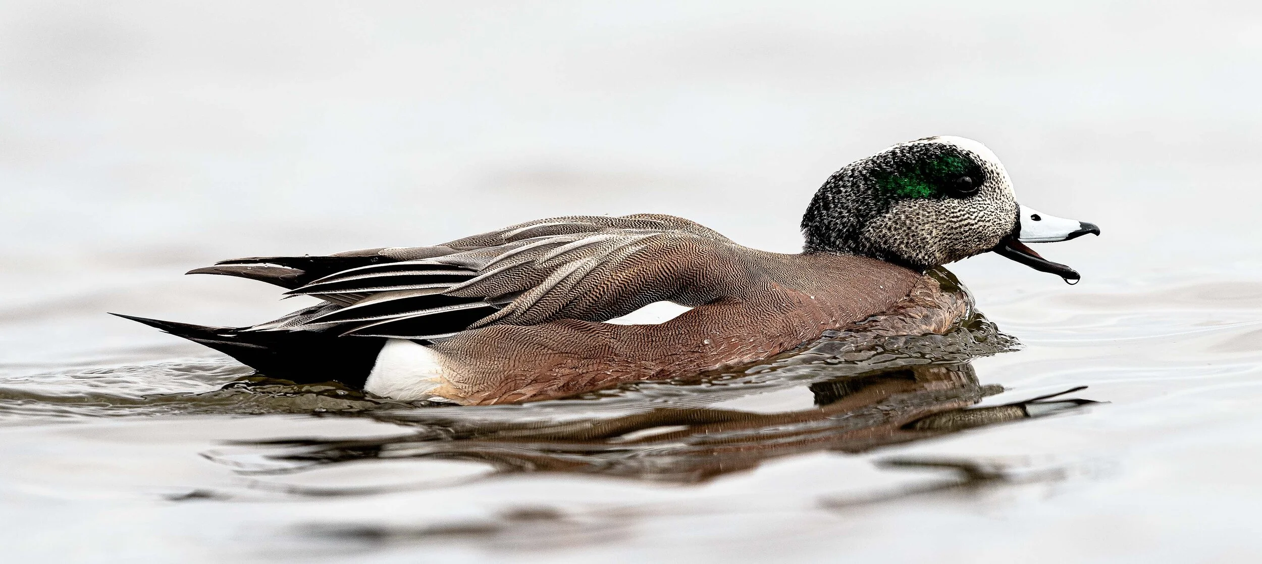 American Wigeon Duck