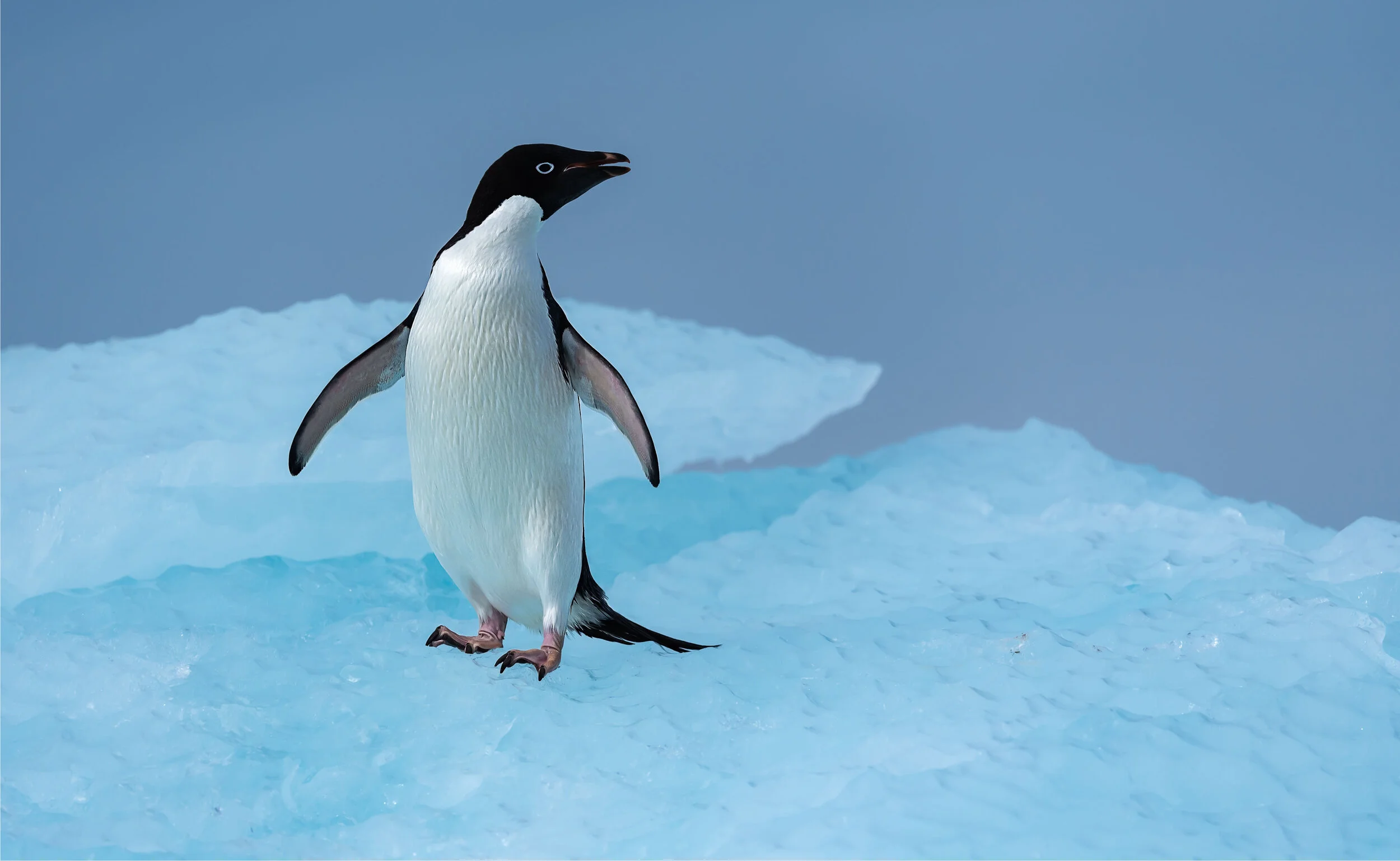 Adélie Penguin on Ice