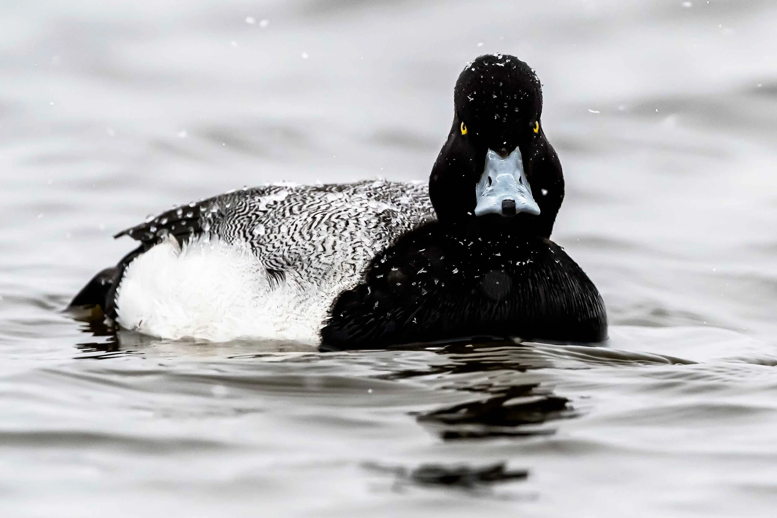 Lesser Scaup Duck