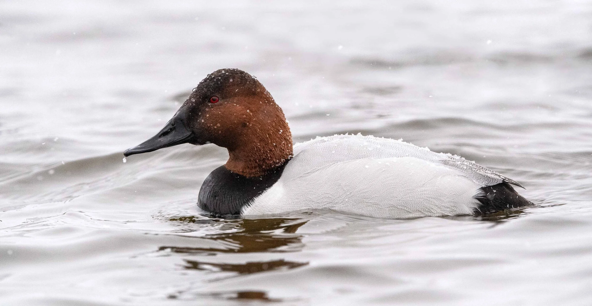 Canvasback Duck