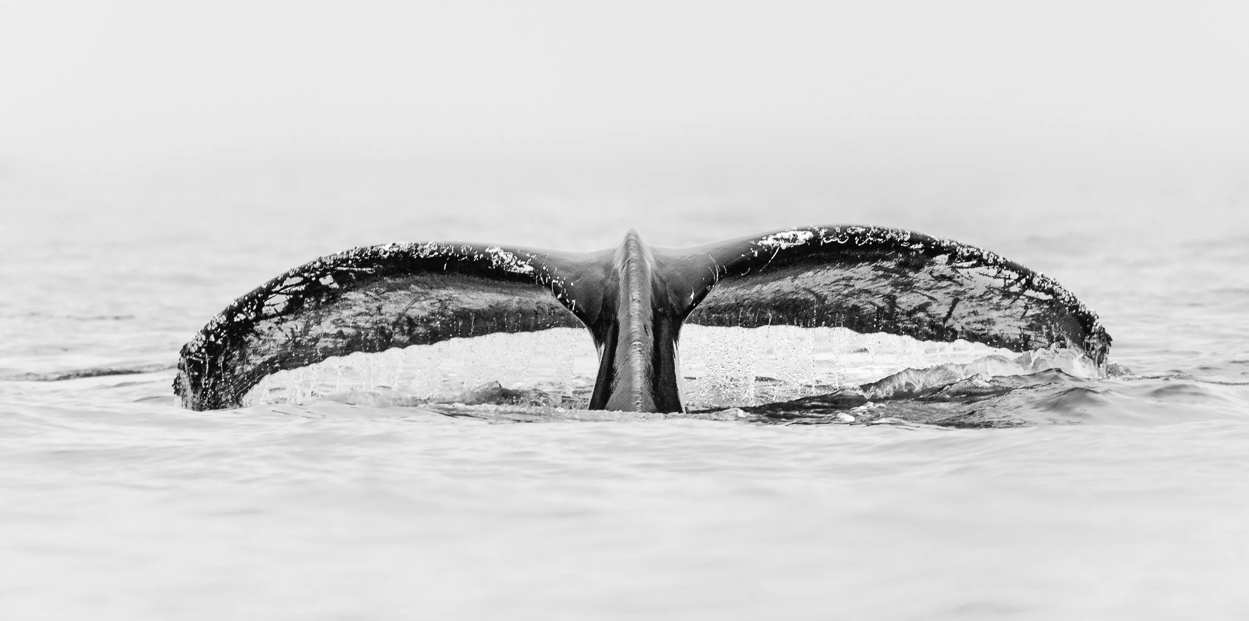 Humpback Whale-2
