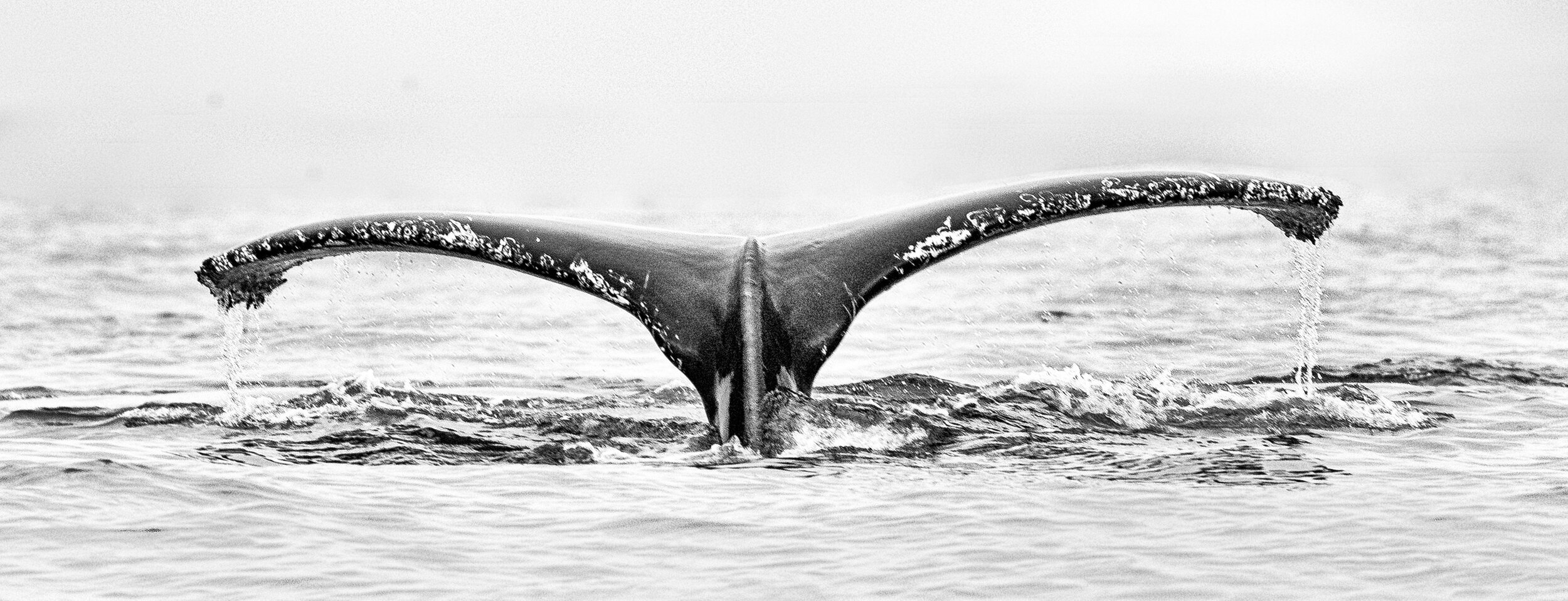 Humpback Whale-3